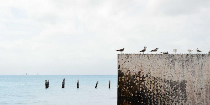 野生动物摄影后期处理：Photoshop降噪、锐化与背景优化全攻略